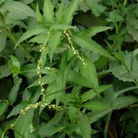 Persicaria hydropiper (L.) Delarbre